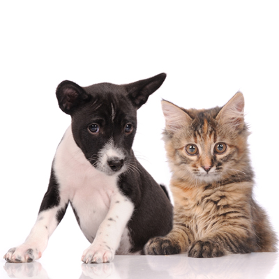 loweryanimalhospital in Saraland, AL - Welcome to our site!